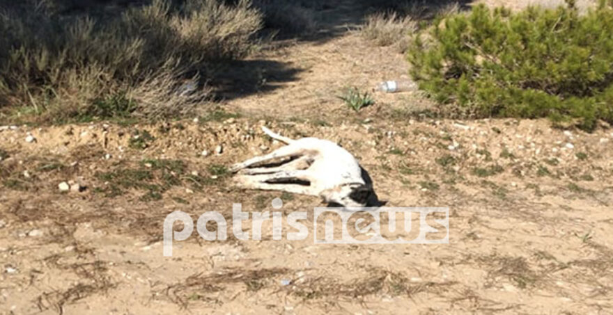 Κτηνωδία στο Βαρθολομιό: Δηλητηρίασαν σκυλιά με δόλωμα δηλητηριασμένα πουλιά