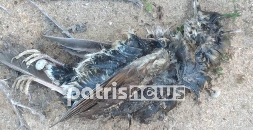 Κτηνωδία στο Βαρθολομιό: Δηλητηρίασαν σκυλιά με δόλωμα δηλητηριασμένα πουλιά