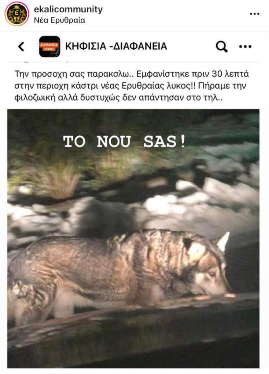 Αναφορές για εμφάνιση λύκου σε Διόνυσο και Νέα Ερυθραία - Είναι σκύλος λένε οι φιλοζωικές της περιοχής 