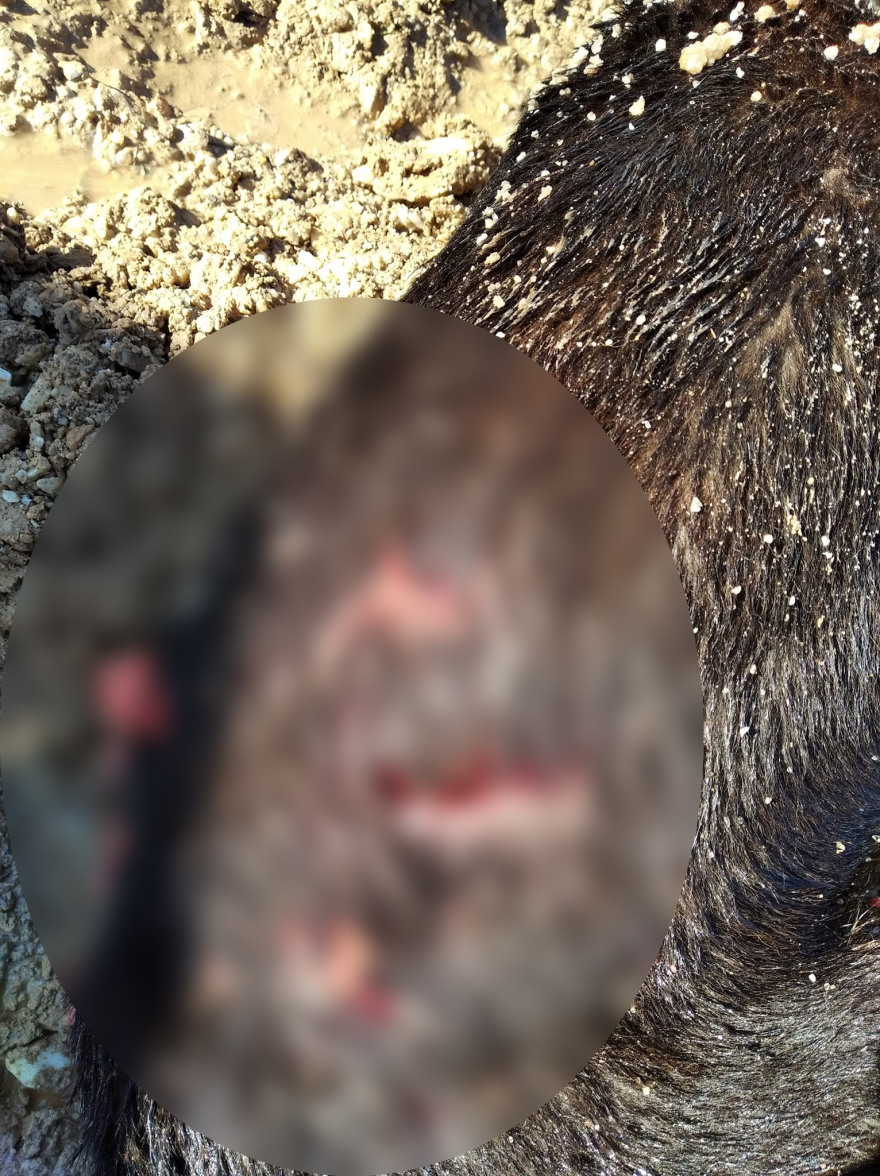 Αναφορές για εμφάνιση λύκου σε Διόνυσο και Νέα Ερυθραία - Είναι σκύλος λένε οι φιλοζωικές της περιοχής 