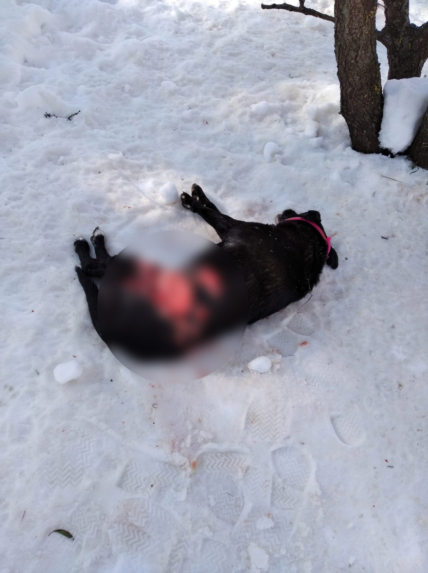 H αλήθεια για τον λύκο που φέρεται να κατασπάραξε σκύλους στον Διόνυσο