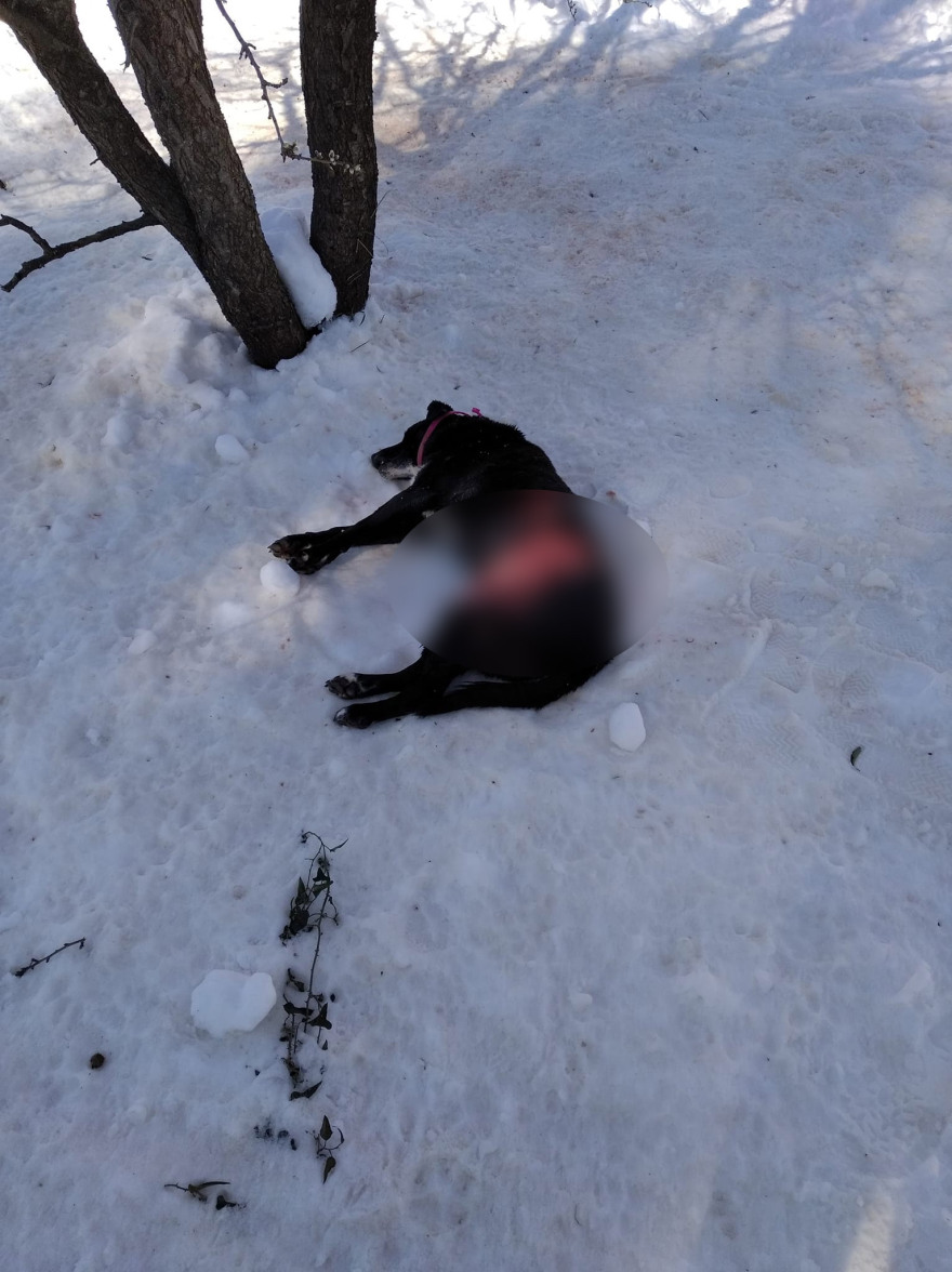 H αλήθεια για τον λύκο που φέρεται να κατασπάραξε σκύλους στον Διόνυσο