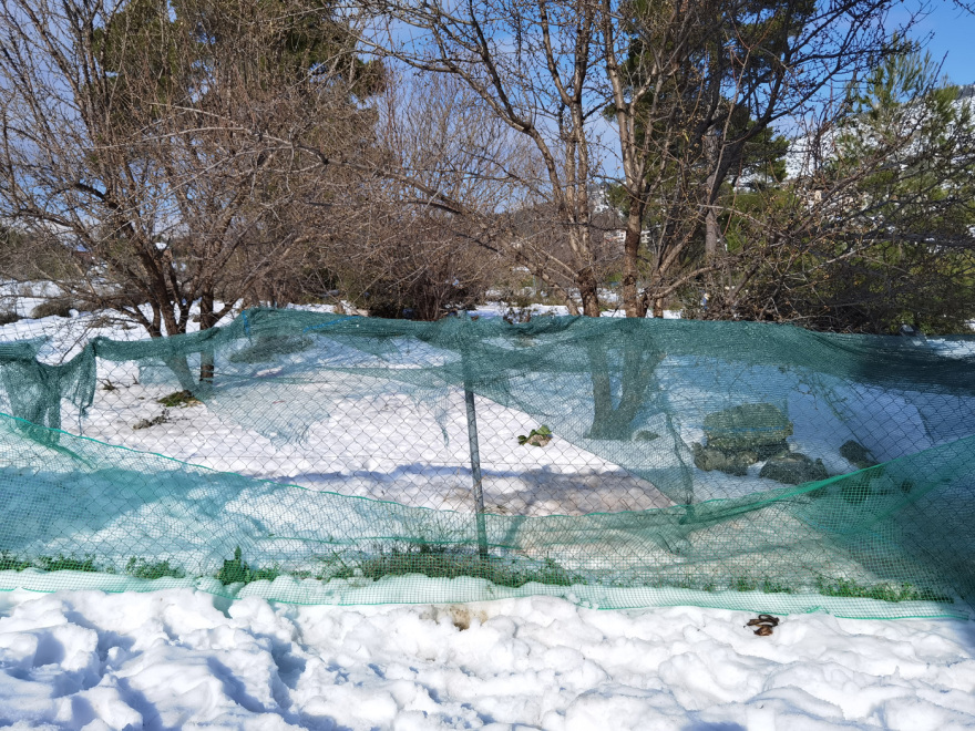 Άκρως επιθετικός ο λύκος που «τρομοκρατεί» τον Διόνυσο