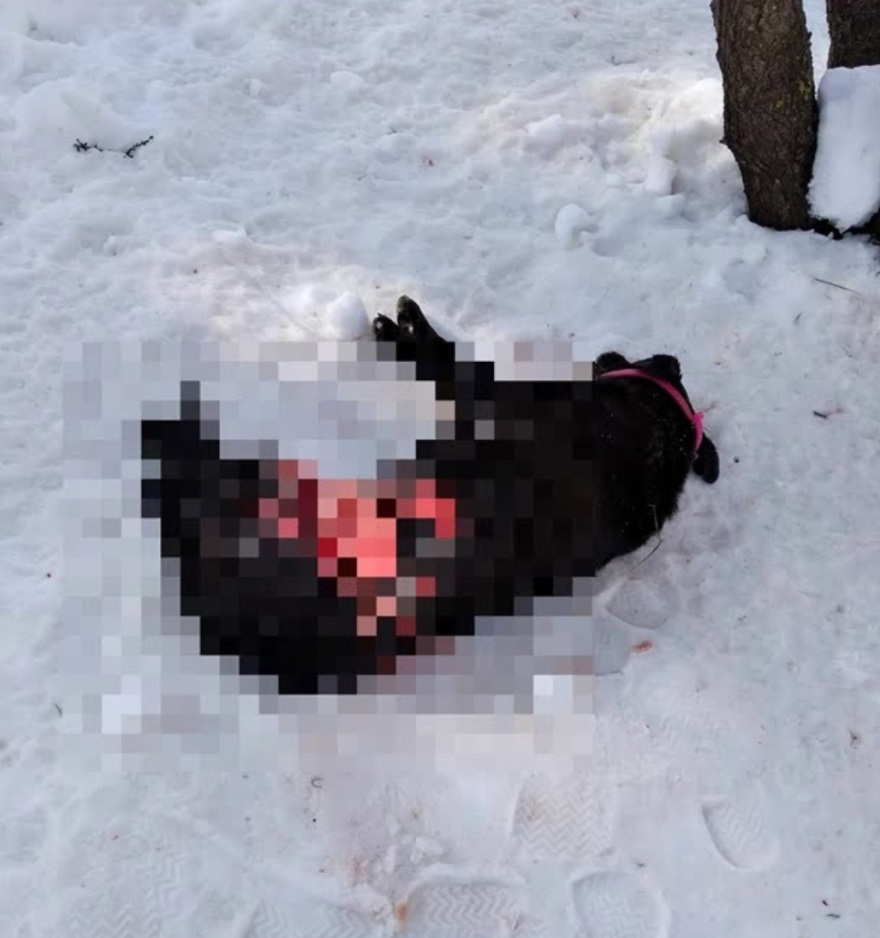 Άκρως επιθετικός ο λύκος που «τρομοκρατεί» τον Διόνυσο