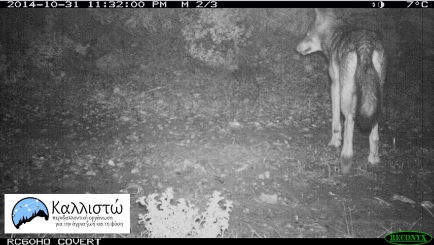 Λύκοι στον Διόνυσο: Όσα πρέπει να γνωρίζουμε - Οδηγίες από την οργάνωση «Καλλιστώ»