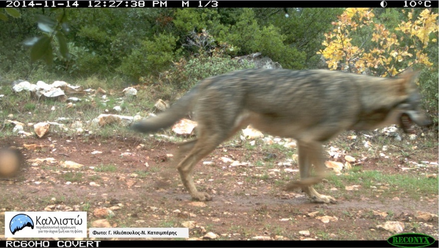 Λύκοι στον Διόνυσο: Όσα πρέπει να γνωρίζουμε - Οδηγίες από την οργάνωση «Καλλιστώ»