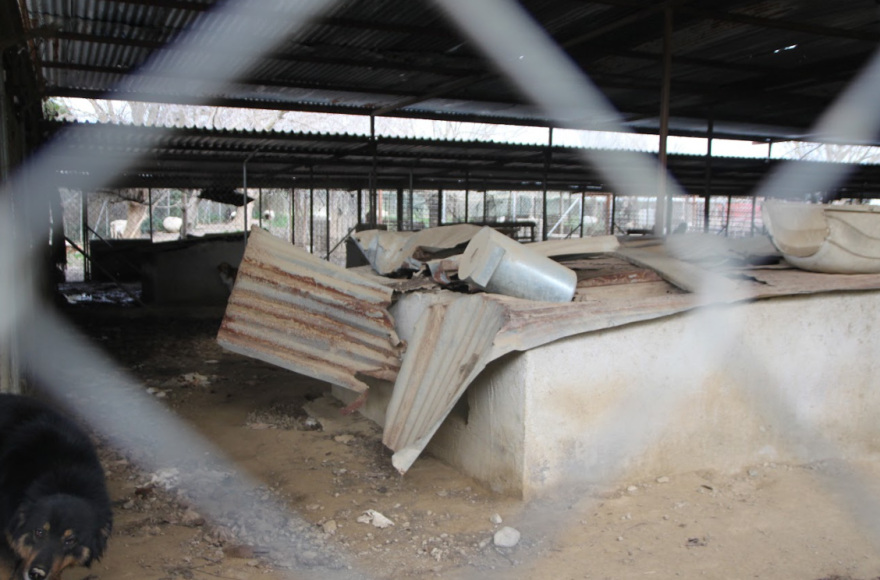 Φρίκη στη Σπάρτη: Βασανιστήρια και αργό θάνατο για τα αδέσποτα επιφυλάσσει ο δήμος του Πέτρου Δούκα