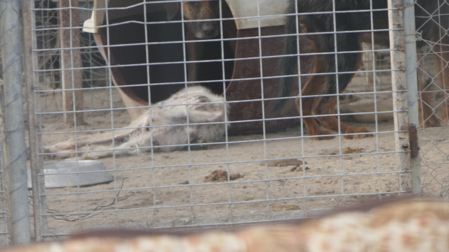 Φρίκη στη Σπάρτη: Βασανιστήρια και αργό θάνατο για τα αδέσποτα επιφυλάσσει ο δήμος του Πέτρου Δούκα