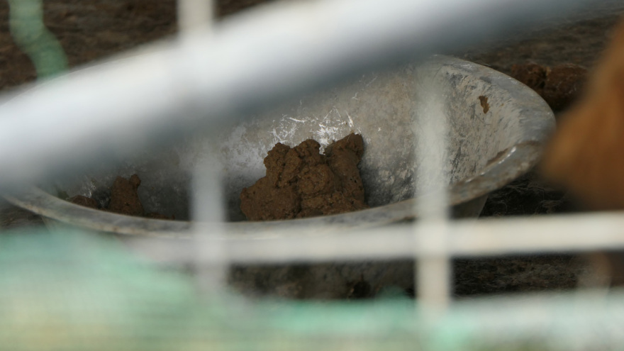 Φρίκη στη Σπάρτη: Βασανιστήρια και αργό θάνατο για τα αδέσποτα επιφυλάσσει ο δήμος του Πέτρου Δούκα