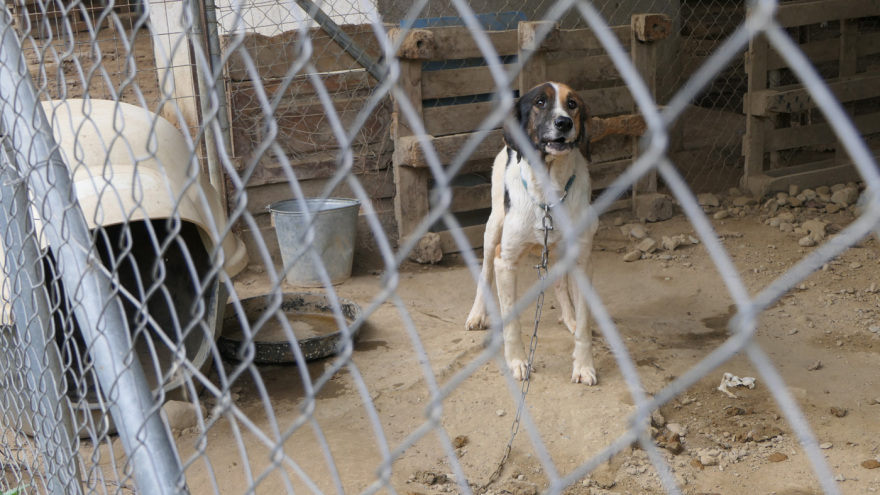 Φρίκη στη Σπάρτη: Βασανιστήρια και αργό θάνατο για τα αδέσποτα επιφυλάσσει ο δήμος του Πέτρου Δούκα