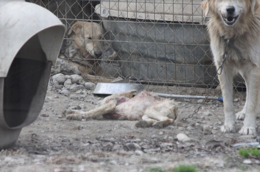 Φρίκη στη Σπάρτη: Βασανιστήρια και αργό θάνατο για τα αδέσποτα επιφυλάσσει ο δήμος του Πέτρου Δούκα