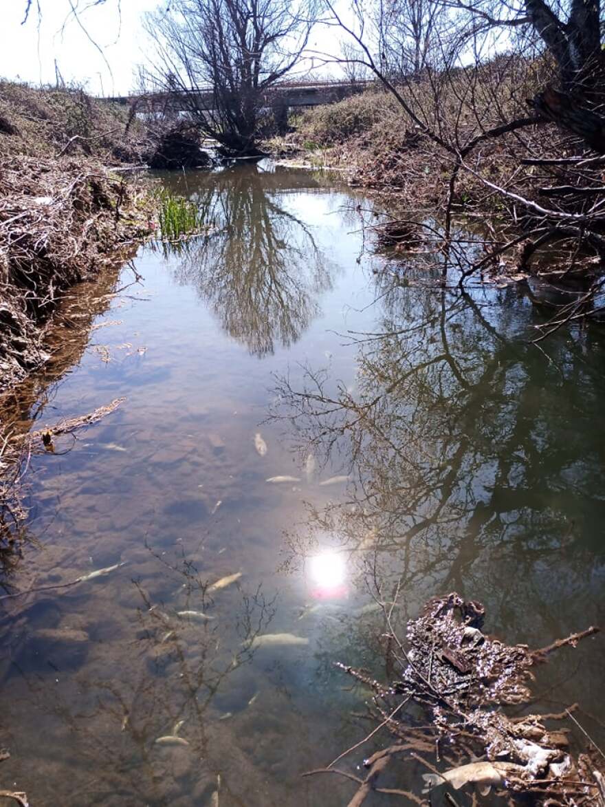 Τρίκαλα: Δεκάδες νεκρά ψάρια στον Ληθαίο ποταμό