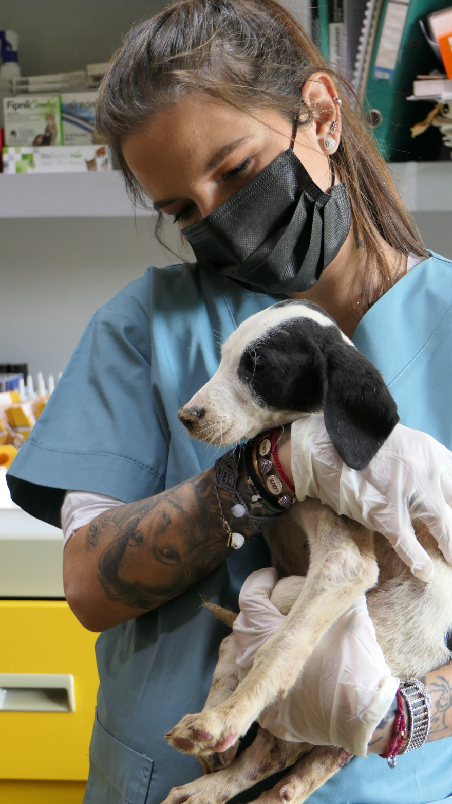 Η εικονική φιλοζωία στη χώρα μας - όλα για το φαίνεσθαι