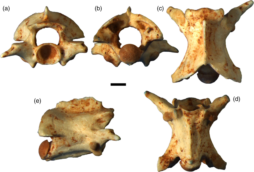 Έλληνας παλαιοντολόγος ταυτοποίησε νέο είδος φιδιού και το βάφτισε... Οδυσσέα