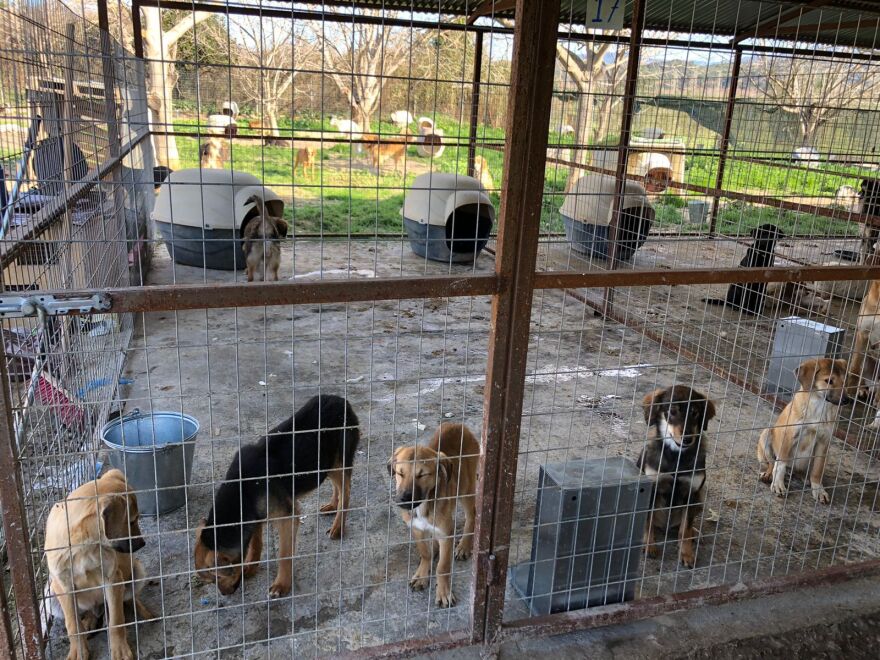 Κυνοκομείο Σπάρτης: Οργανώσεις και εθελοντές μετατρέπουν το «κολαστήριο» σε καταφύγιο  - Δείτε φωτογραφίες