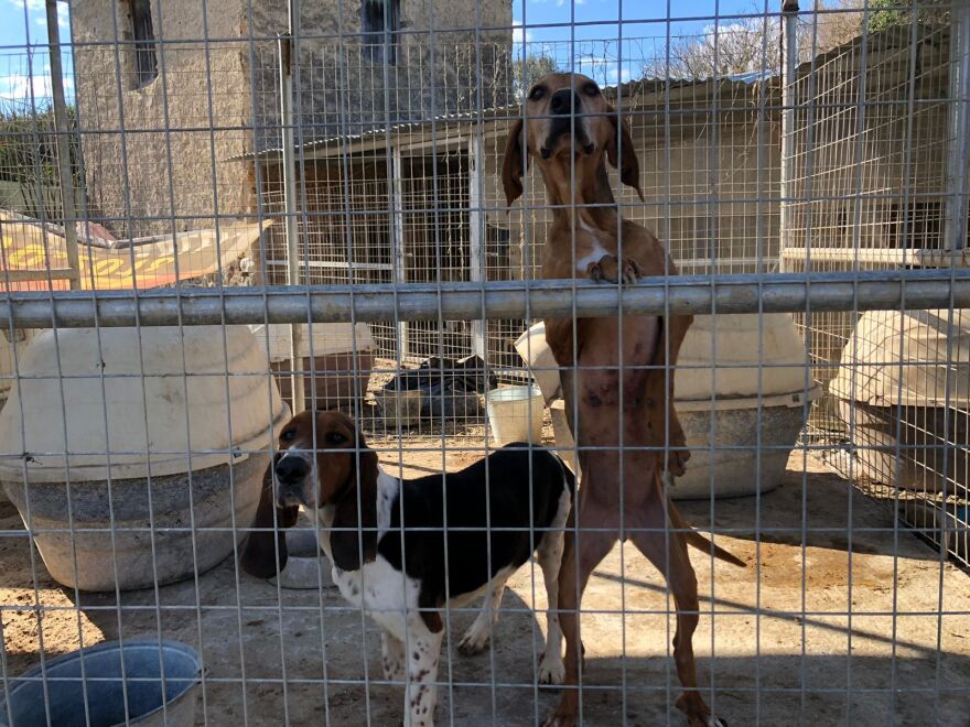 Κυνοκομείο Σπάρτης: Οργανώσεις και εθελοντές μετατρέπουν το «κολαστήριο» σε καταφύγιο  - Δείτε φωτογραφίες
