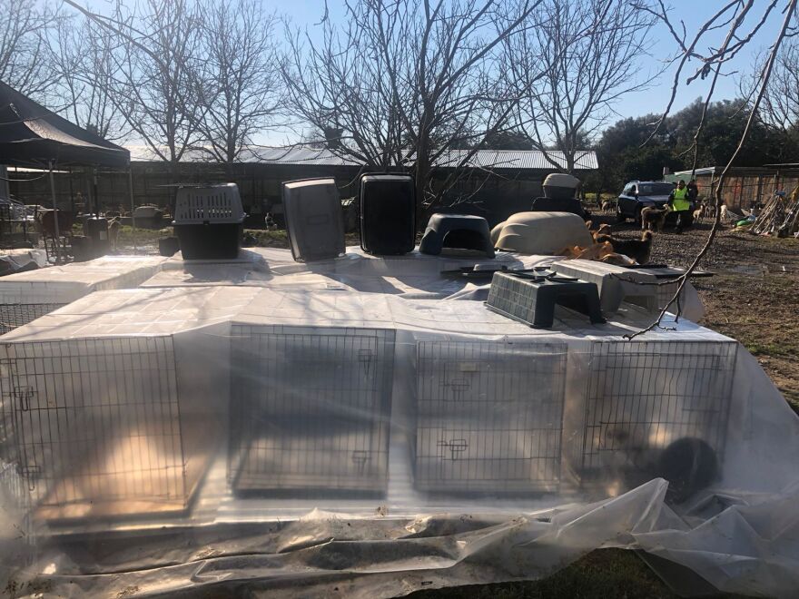 Κυνοκομείο Σπάρτης: Οργανώσεις και εθελοντές μετατρέπουν το «κολαστήριο» σε καταφύγιο  - Δείτε φωτογραφίες