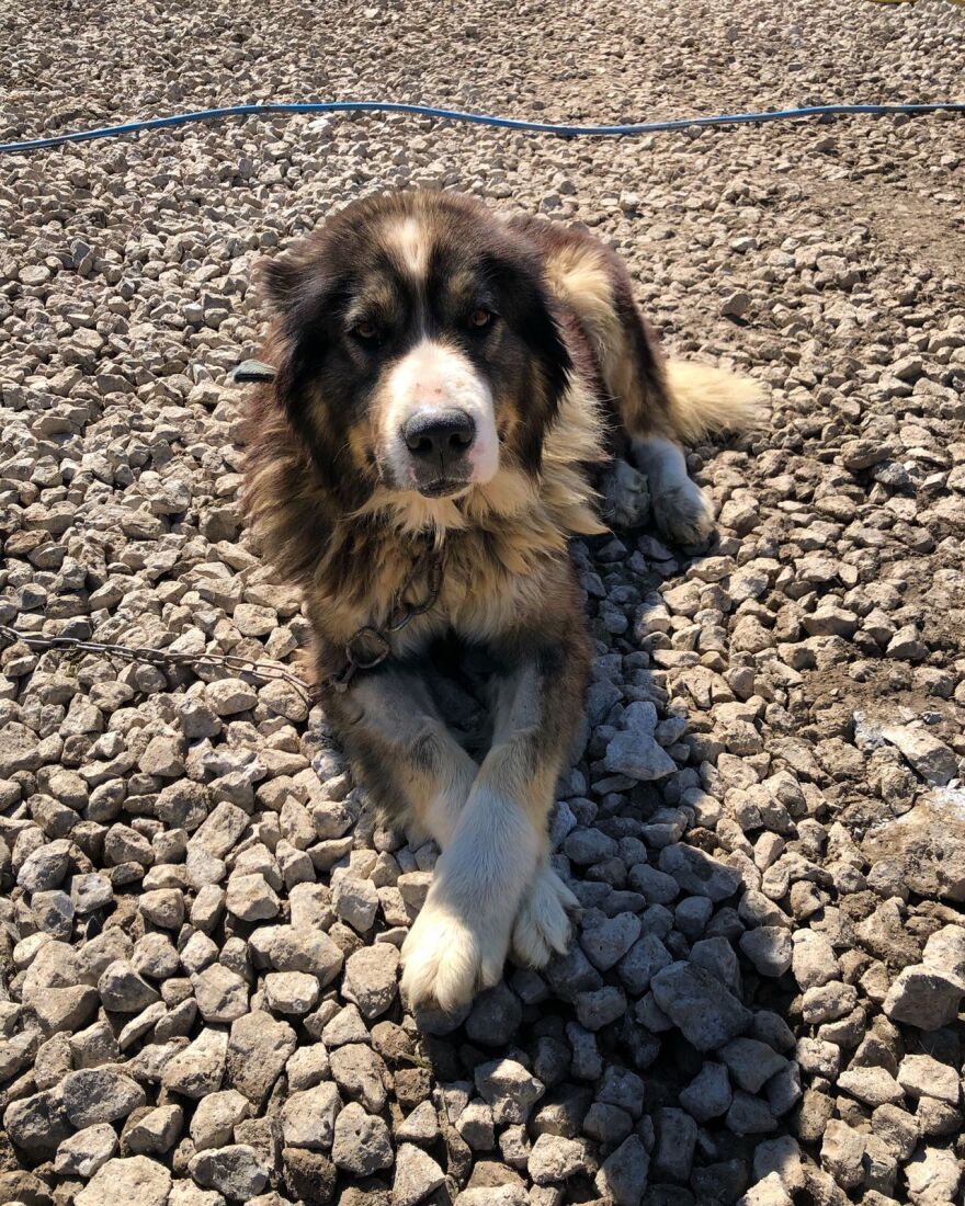 Κυνοκομείο Σπάρτης: Οργανώσεις και εθελοντές μετατρέπουν το «κολαστήριο» σε καταφύγιο  - Δείτε φωτογραφίες