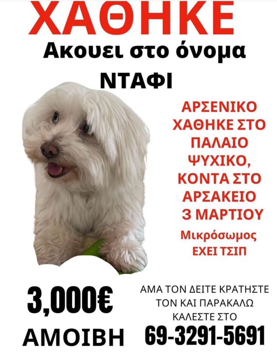 Παλαιό Ψυχικό: Χάθηκε ο «Ντάφι» - Αμοιβή 3.000 ευρώ για την εύρεσή του