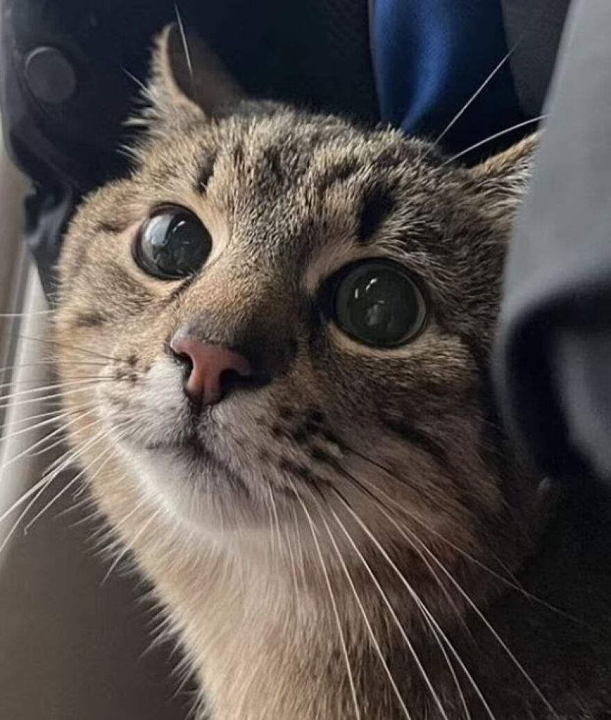 Πόλεμος στην Ουκρανία: Πώς σώθηκε η πιο διάσημη γάτα της χώρας με τους 1 εκατ. ακολούθους στο instagram από το Χάρκοβο