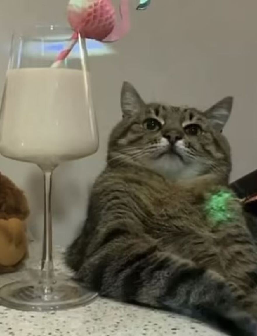 Πόλεμος στην Ουκρανία: Πώς σώθηκε η πιο διάσημη γάτα της χώρας με τους 1 εκατ. ακολούθους στο instagram από το Χάρκοβο