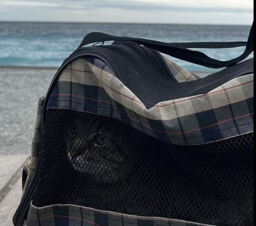 Πόλεμος στην Ουκρανία: Πώς σώθηκε η πιο διάσημη γάτα της χώρας με τους 1 εκατ. ακολούθους στο instagram από το Χάρκοβο