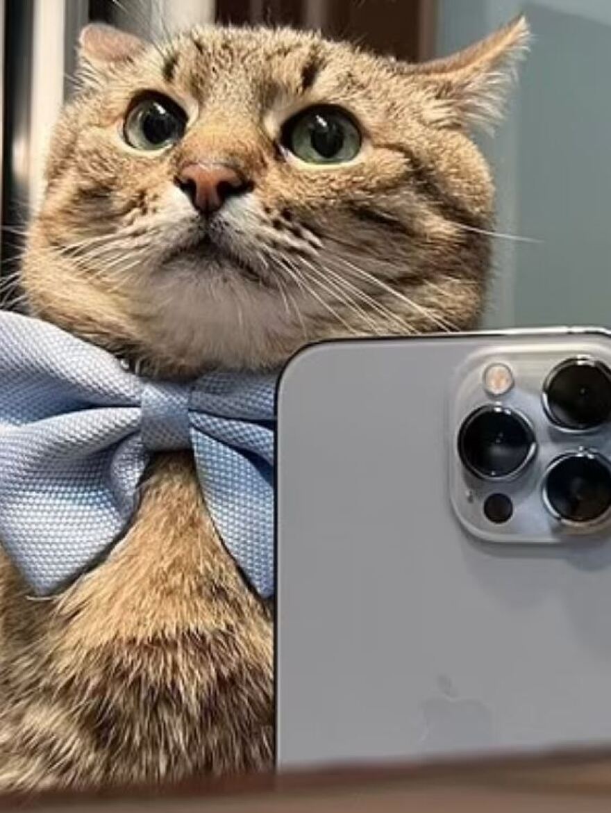 Πόλεμος στην Ουκρανία: Πώς σώθηκε η πιο διάσημη γάτα της χώρας με τους 1 εκατ. ακολούθους στο instagram από το Χάρκοβο