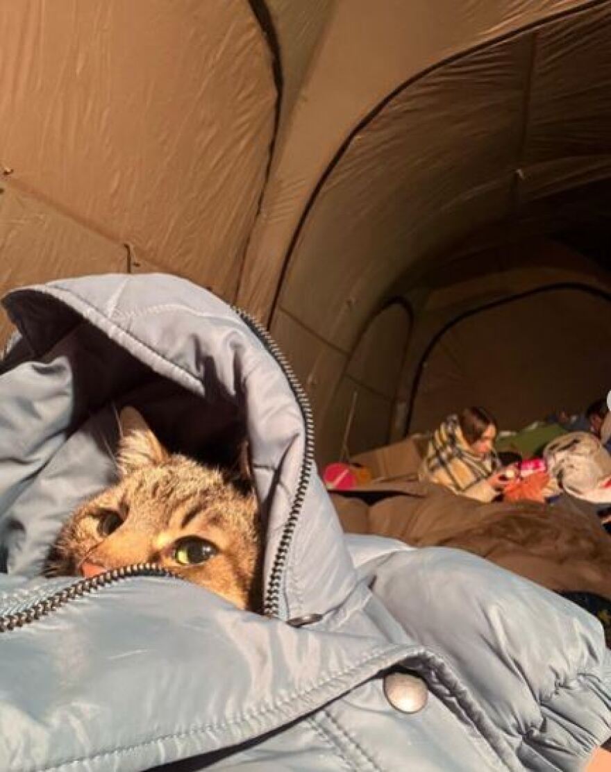 Πόλεμος στην Ουκρανία: Πώς σώθηκε η πιο διάσημη γάτα της χώρας με τους 1 εκατ. ακολούθους στο instagram από το Χάρκοβο