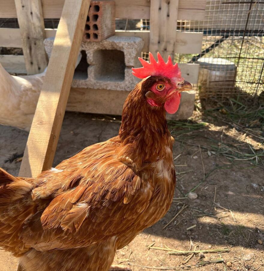 H Ελένη Φουρέιρα πέρασε την αργία της 25ης Μαρτίου στην εξοχή