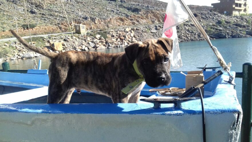 Κρήτη: 36χρονος βοσκός πυροβόλησε και σκότωσε σκύλο κοντά σε βάση του Πολεμικού Ναυτικού 