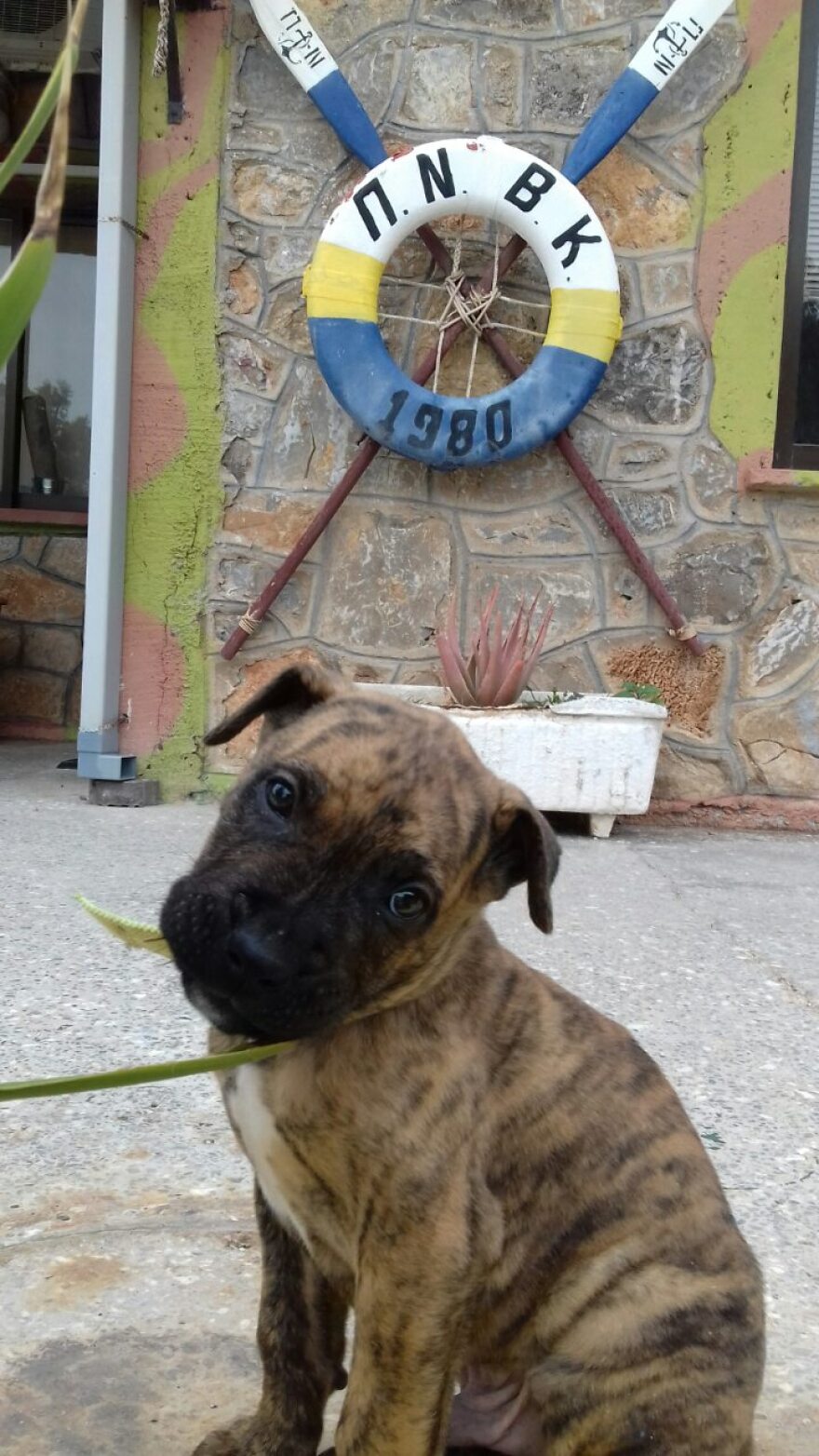 Κρήτη: 36χρονος βοσκός πυροβόλησε και σκότωσε σκύλο κοντά σε βάση του Πολεμικού Ναυτικού 