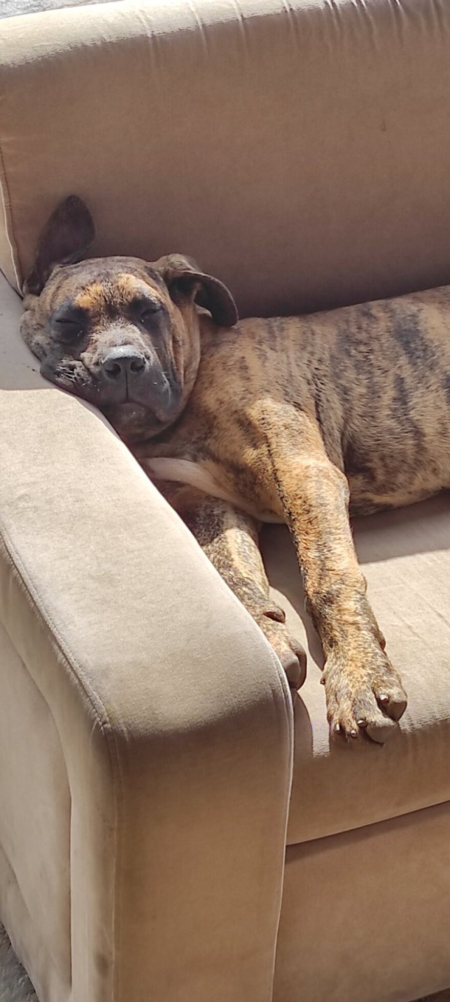 Κρήτη: 36χρονος βοσκός πυροβόλησε και σκότωσε σκύλο κοντά σε βάση του Πολεμικού Ναυτικού 