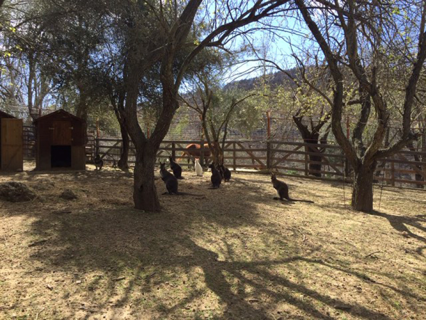 Σε φάρμα στα Κιούρκα βρίσκεται ένα από 8 λευκά καγκουρό στον κόσμο - Βίντεο και φωτογραφίες
