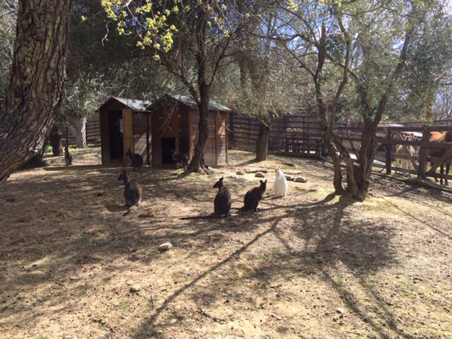 Σε φάρμα στα Κιούρκα βρίσκεται ένα από 8 λευκά καγκουρό στον κόσμο - Βίντεο και φωτογραφίες