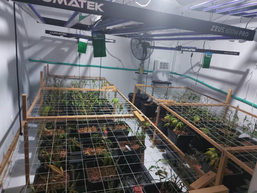 Άγιοι Ανάργυροι: Φυτεία κάνναβης με 106 δενδρύλλια διατηρούσε στο σπίτι του ένας 38χρονος