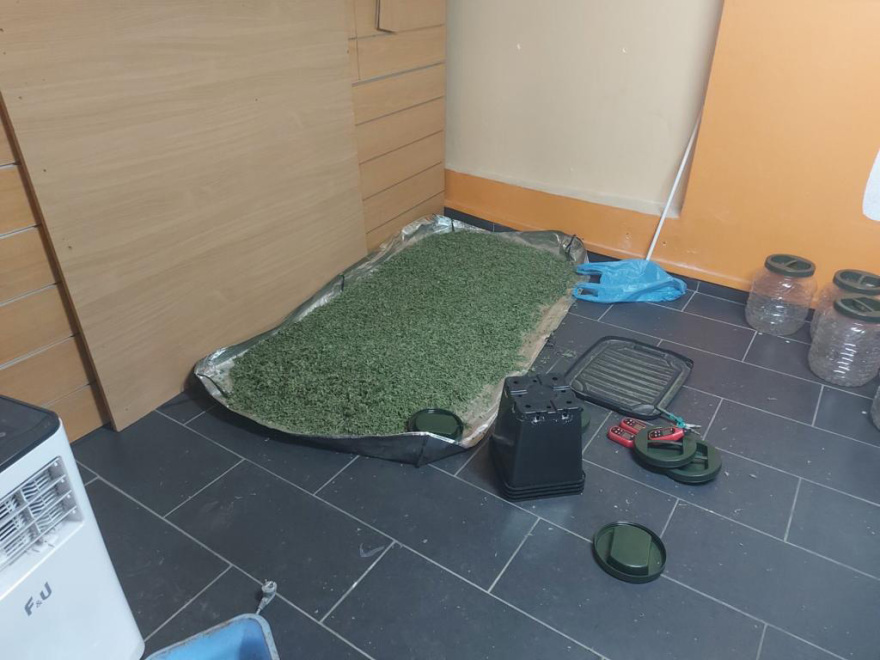 Άγιοι Ανάργυροι: Φυτεία κάνναβης με 106 δενδρύλλια διατηρούσε στο σπίτι του ένας 38χρονος