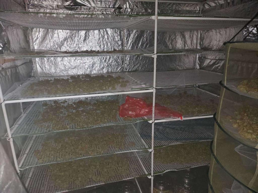 Άγιοι Ανάργυροι: Φυτεία κάνναβης με 106 δενδρύλλια διατηρούσε στο σπίτι του ένας 38χρονος