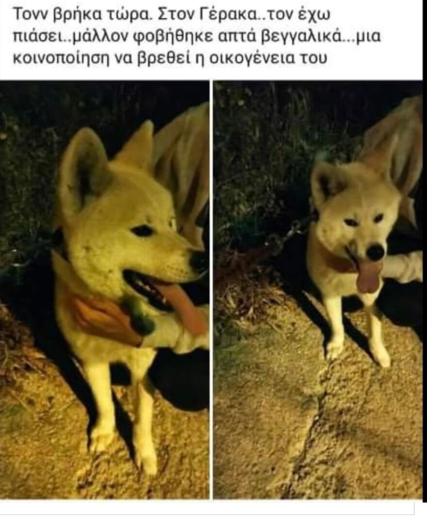 Σκυλάκι πέθανε από τρόμο για τα βεγγαλικά - Δεκάδες εξαφανίσεις ζώων μετά την Ανάσταση