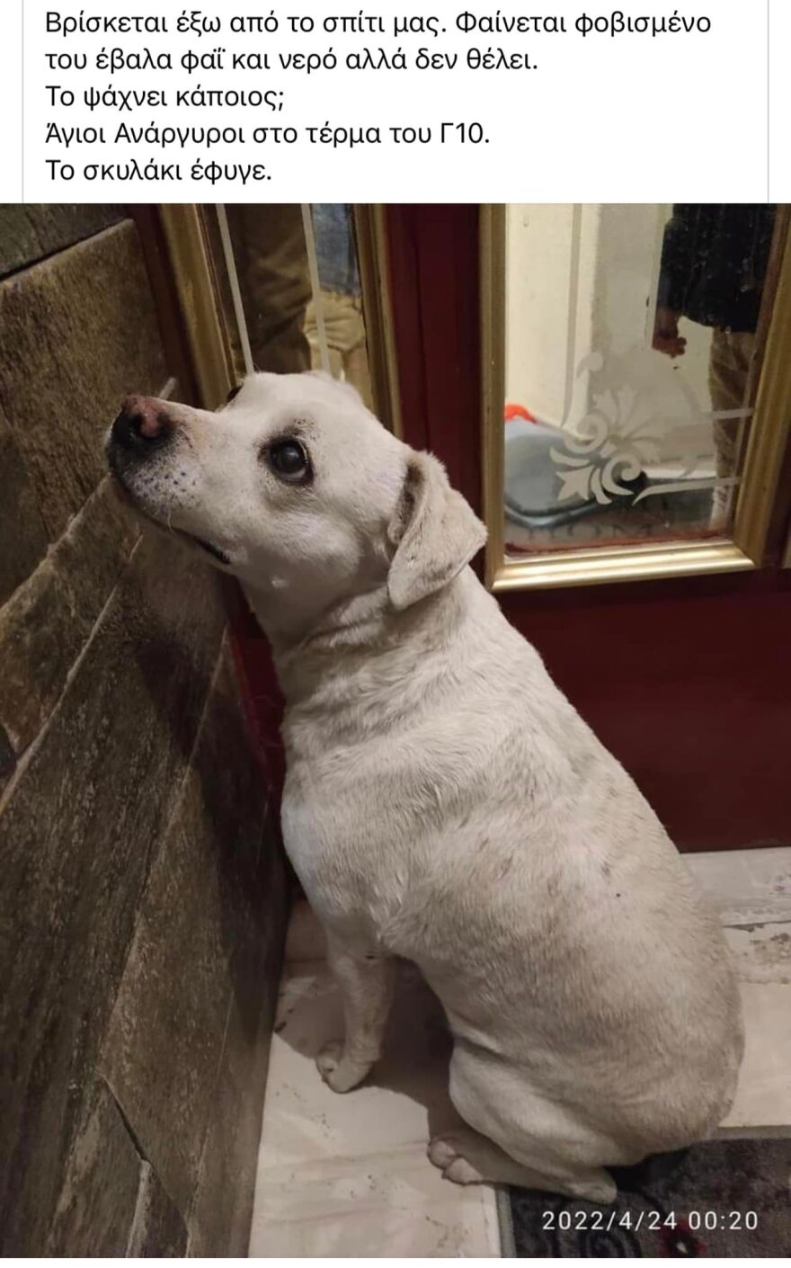 Σκυλάκι πέθανε από τρόμο για τα βεγγαλικά - Δεκάδες εξαφανίσεις ζώων μετά την Ανάσταση