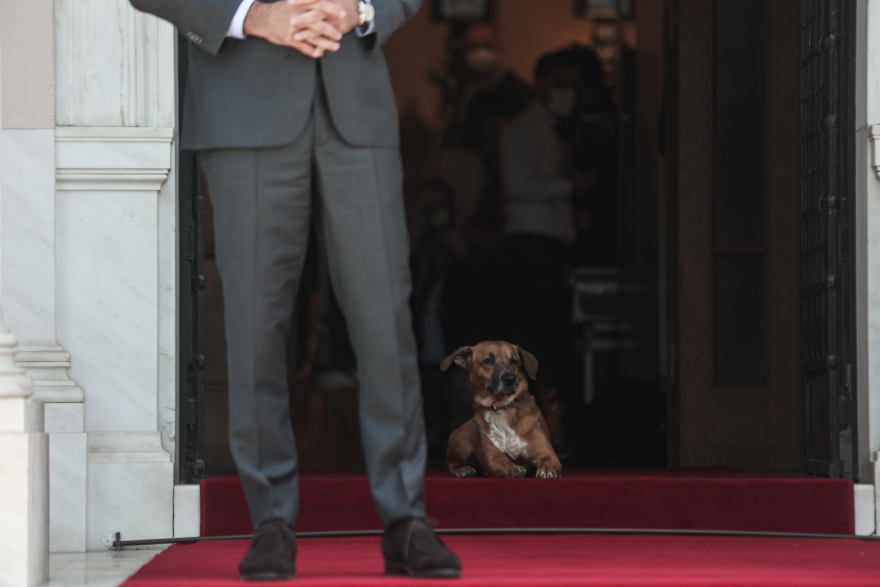 Πίνατ: Ο σκύλος του Μεγάρου Μαξίμου «υποδέχθηκε» τη Φινλανδή πρωθυπουργό
