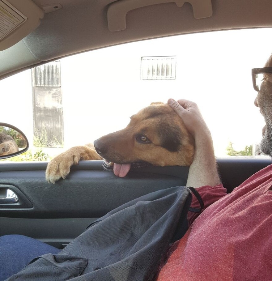 Εύοσμος: Ροτβάιλερ κατασπάραξαν σκύλο και 17 κότες - «Μιλάμε για μακελειό» λέει ο ιδιοκτήτης του σκύλου