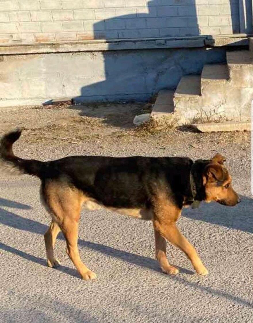 Εύοσμος: Ροτβάιλερ κατασπάραξαν σκύλο και 17 κότες - «Μιλάμε για μακελειό» λέει ο ιδιοκτήτης του σκύλου