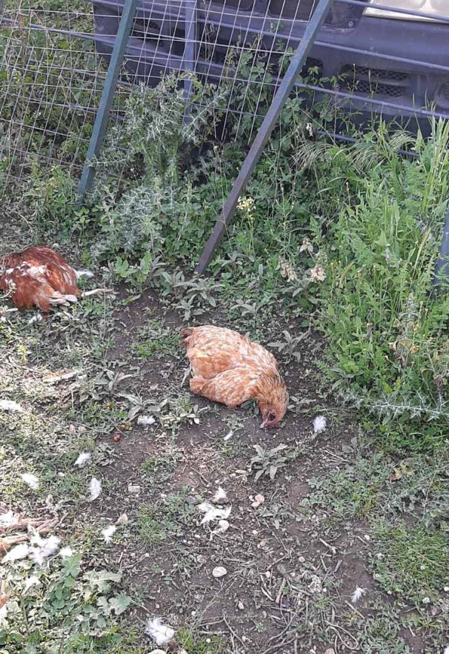 Εύοσμος: Ροτβάιλερ κατασπάραξαν σκύλο και 17 κότες - «Μιλάμε για μακελειό» λέει ο ιδιοκτήτης του σκύλου