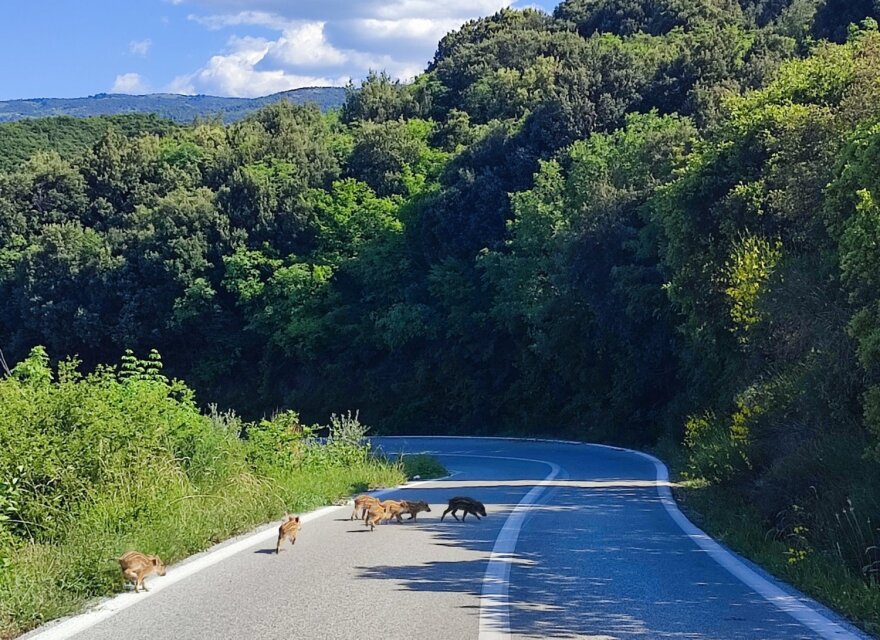 Βίντεο: Η στιγμή που οικογένεια μικρών αγριογούρουνων τρέχει σε δρόμο έξω από τη Λάρισα