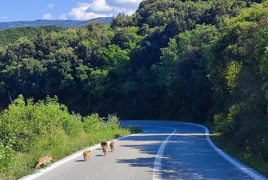 Βίντεο: Η στιγμή που οικογένεια μικρών αγριογούρουνων τρέχει σε δρόμο έξω από τη Λάρισα