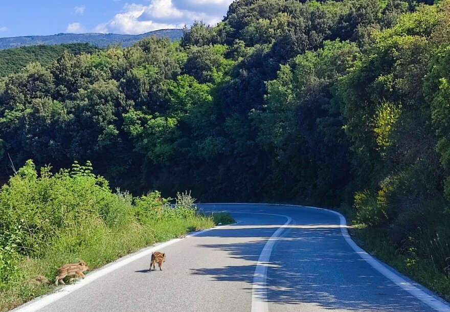 Βίντεο: Η στιγμή που οικογένεια μικρών αγριογούρουνων τρέχει σε δρόμο έξω από τη Λάρισα