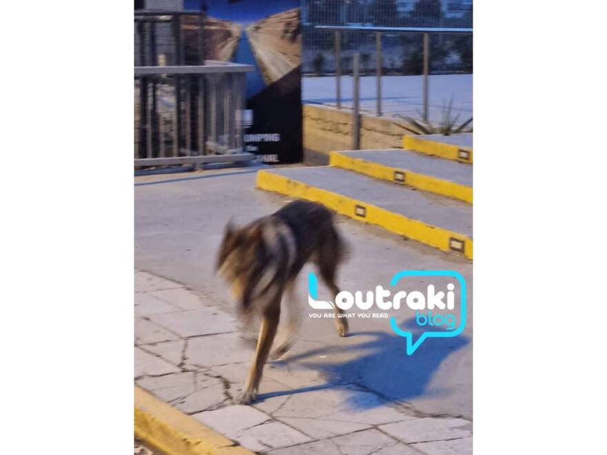 Φωτογραφίες: Λύκος κατέβηκε για... βόλτα στον Ισθμό