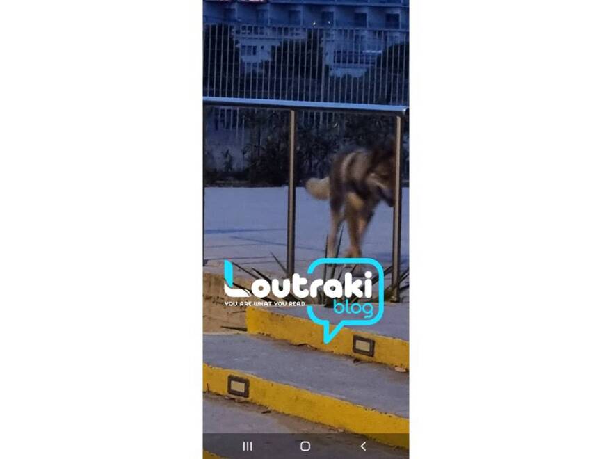 Φωτογραφίες: Λύκος κατέβηκε για... βόλτα στον Ισθμό