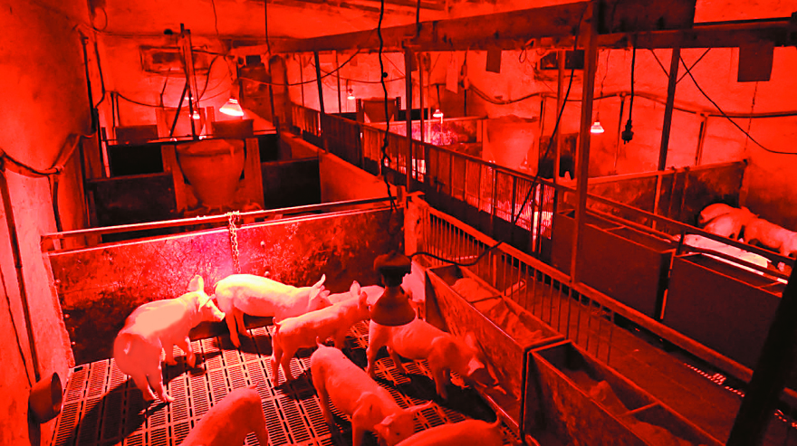 Εριέττα Κούρκουλου-Λάτση: «Εχουμε σκοπό να γίνουμε οι φωνές αυτών που δεν μπορούν να μιλήσουν»