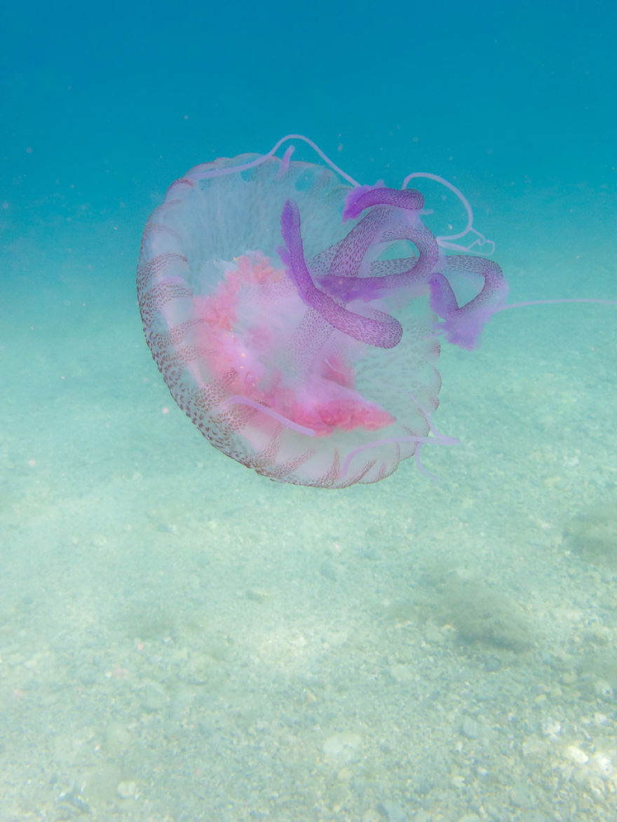 Μωβ Μέδουσες: Πού έχουν εμφανιστεί στην Ελλαδα -  Δείτε τον διαδραστικό χάρτη